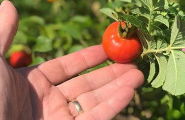 Apartament Różane Wzgórze - Foto 49