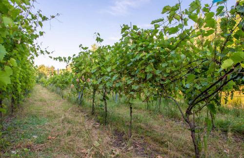 Siedlisko Janopole - Foto 66