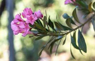 Koralia's Villas - Foto 54