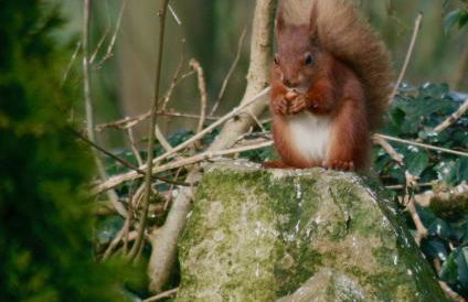 Elm Tree Cottage - Foto 28