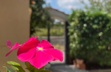 Vesuvius garden - Photo 6