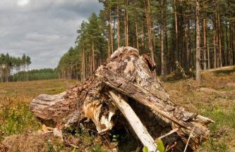 Agroturystyka Sominy - Foto 41