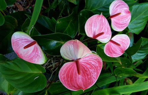 Aloha Ohia Hale 1 Bedroom Home by RedAwning - Foto 50