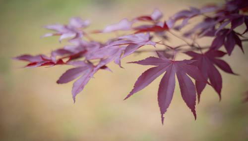 Rural Médulas Viviendas de uso turistico 2 y Casas rurales 2 - Foto 2