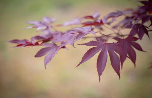 Rural Médulas Viviendas de uso turistico 2 y Casas rurales 2 - Foto 2