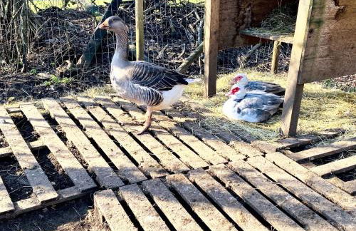 Villa spacieuse à Prailles-La Couarde avec piscine privée 100 m² ! - Foto 20