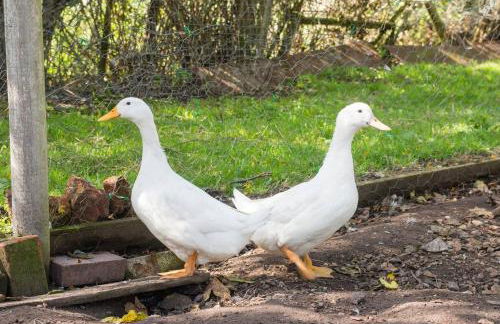 Hillside House - Foto 22