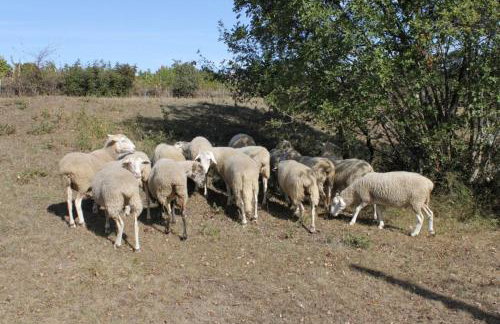 Apartments with a parking space Sumber, Central Istria - Sredisnja Istra - 7175 - Foto 12