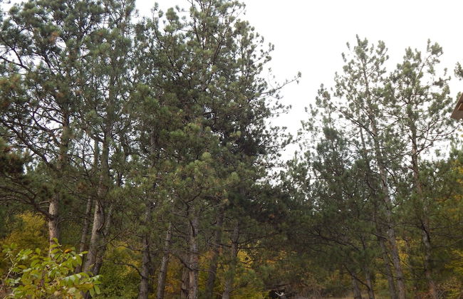 Arami Guesthouse - Photo 13