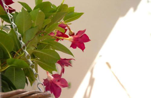 Casa Tortilla Sant Antoni - Photo 7