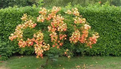 Lac et Nature - Foto 2, Garden view