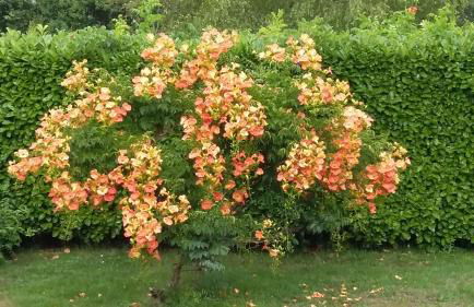 Lac et Nature - Foto 2