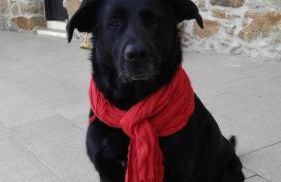 Casa de Coco - Foto 3