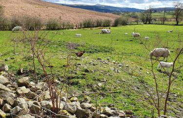 Wales' Highest Village - The Chartist Cottage - Trefil - Photo 40