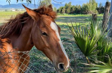 Agriturismo Morus Alba Gargano - Foto 17