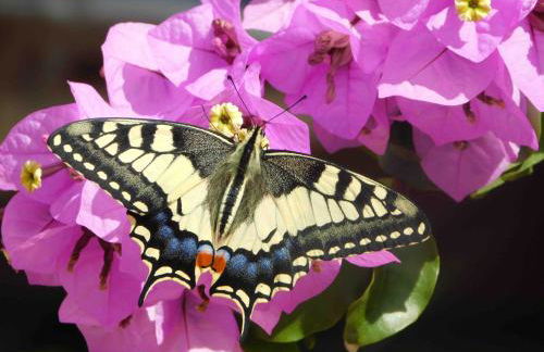 Les Bougainvillées de Camargue - Photo 30