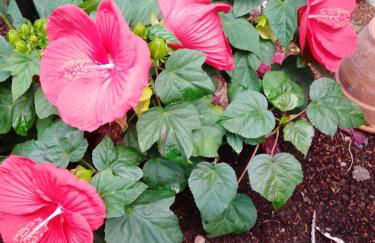 Gästehaus Brunhilde - Foto 14