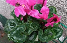 Casa l'Acerone - Foto 5