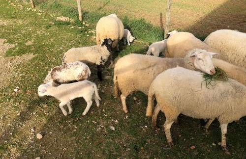 Agroturisme MAS CAN FONT - Foto 11