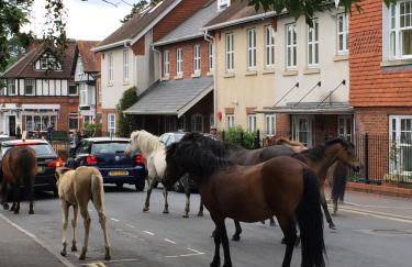Brockenhurst Apartments - Foto 30