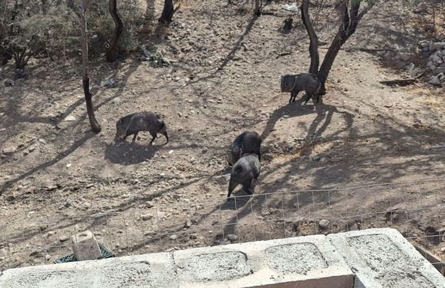 VIGILANTE INN EARP - Photo 17