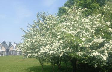 Domy Solmare - Foto 17