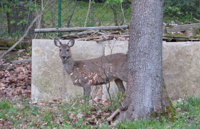 Habitación Doble Estándar - Panorama Hotel Pension Frohnau - Foto 34