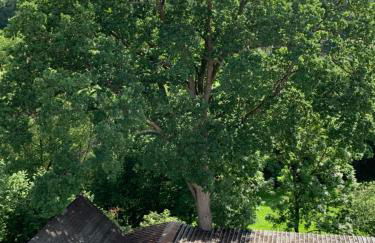 Pino24 Ferienwohnungen mit Pool und Sauna - Foto 54