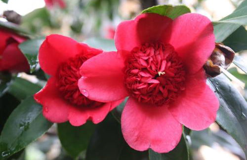 La Camelia d'Oro - Foto 15