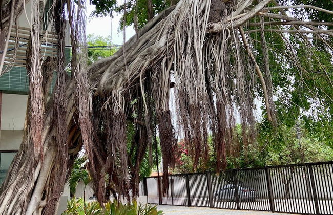 Flat a 120 metros das Piscinas Naturais - Photo 34