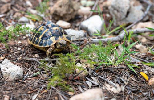 Son Bessó - Photo 19