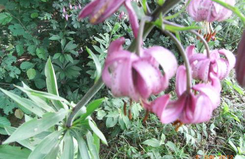 Ferienwohnung Kunze - Foto 19