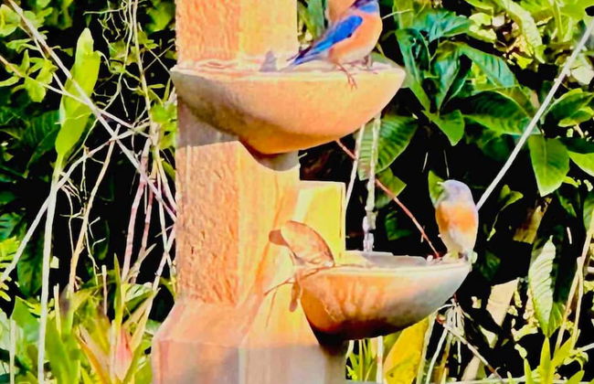 Nature Inspired Villa Designed for Wellness - Foto 6