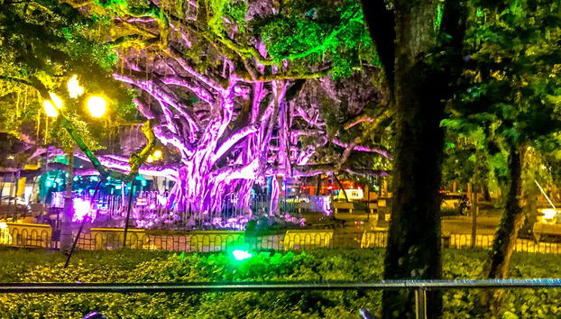 Figueira Centenária de Florianópolis