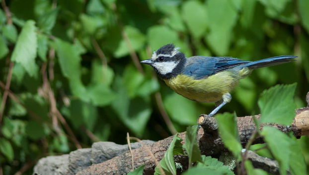 Trekking nella riserva di Inagua - Foto 2, Una cinciarella