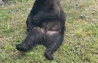 Bears Among Us - Foto 38