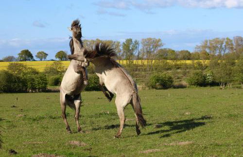 Ferienhaus Wackerhus - Foto 14