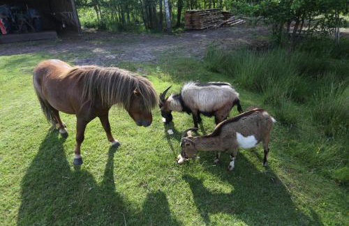 Agroturystyka Pod Pstrągiem - Foto 41