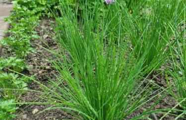 Haus Hofer *** - Foto 19