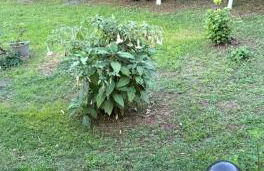 Georgia's Apartments, Ipsos - Complex S - Foto 34