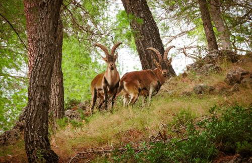 Casa Rural Los Parrales - Foto 45