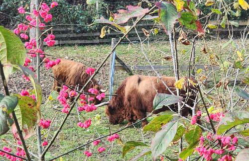 Villa Coccodrilla Varallese - Foto 31
