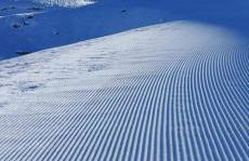 Los Cachorros - Foto 45