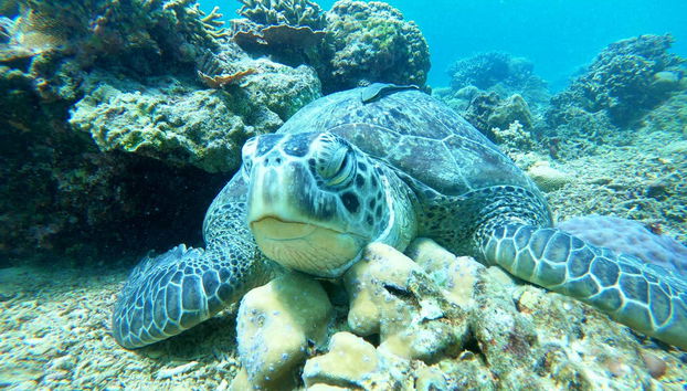 Snorkelling in Gili Meno - Foto 3