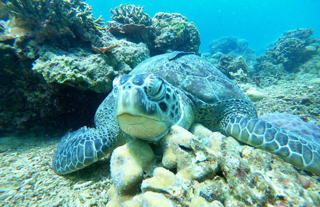 Snorkelling in Gili Meno - Foto 3