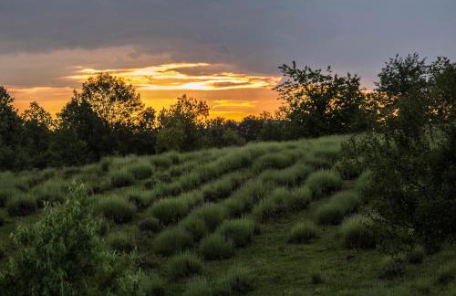 Lavanda farm apartmani - Foto 81