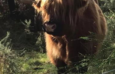 Ben Nevis Manor Lodge & Indoor Private Hot-Tub - Photo 27
