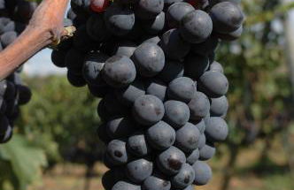 Agriturismo Bagnaia - Foto 26