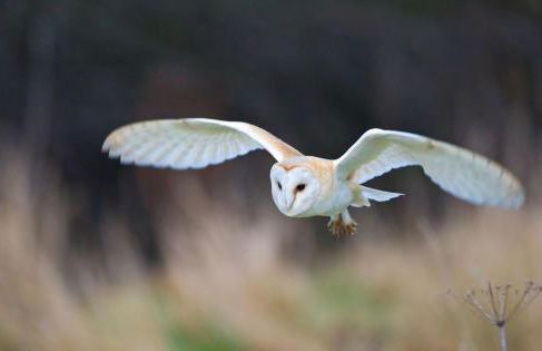 Rawcliffe House Farm Studios, Peaceful North York Moors Retreat - Foto 72