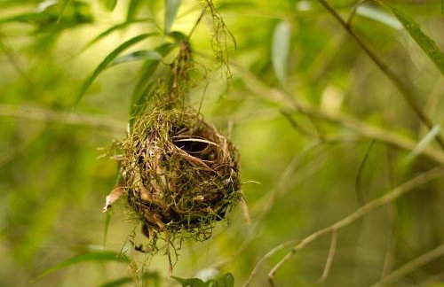 Alugo minha casa na floresta! - Foto 14
